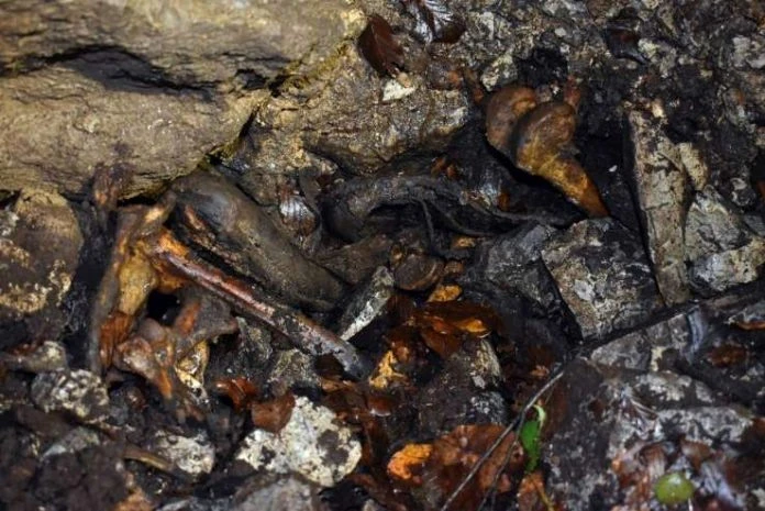 Otkrivena masovna grobnica na području Kočevskog roga