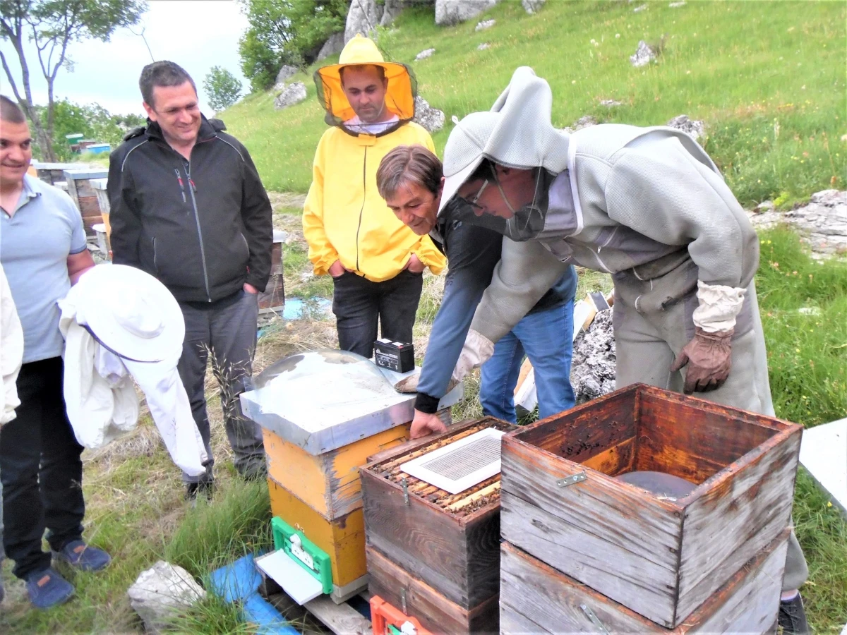 Bh. pčelari počinju sa proizvodnjom pčelinjeg otrova