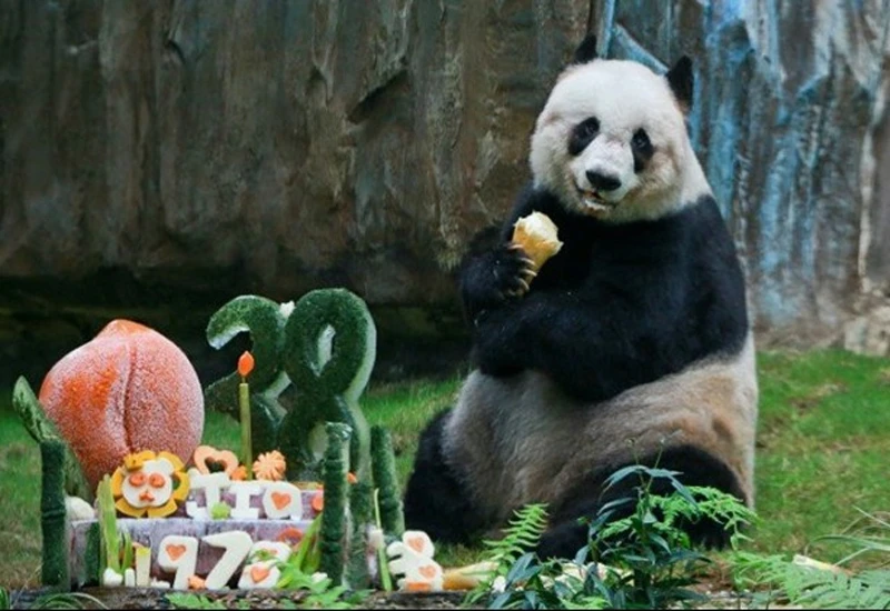 Najstarija panda na svijetu u zoološkom vrtu proslavila 38 rođendan