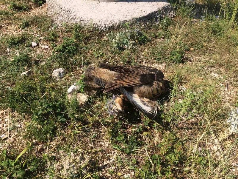 Kod Mostara: Zaštićena sova Ušara nastradala od strujnog udara