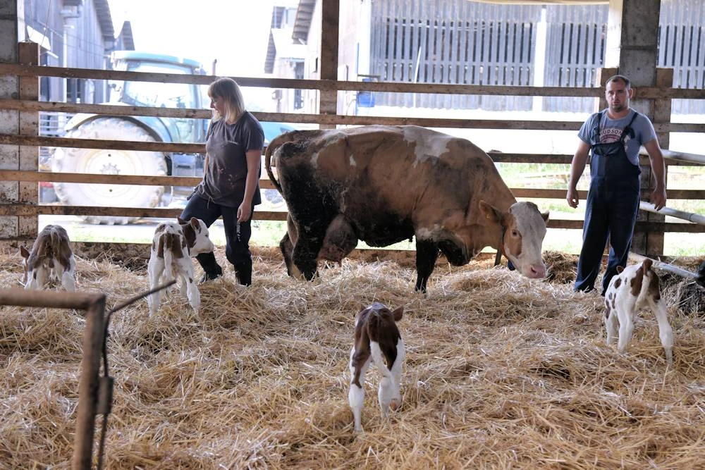 Krava Sunčica otelila čak četiri teleta