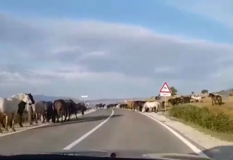 VIDEO | Gužva na prijevoju: Divlji konji uz cestu na Borovoj glavi