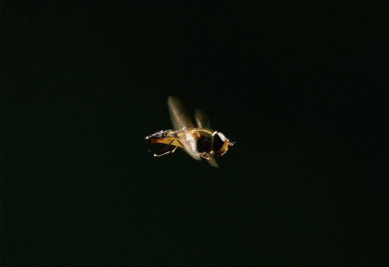 Ubod pčele - simptomi alergije