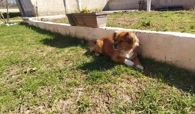 Traži se Isko, obitelj nudi novčanu nagradu za pronalazača