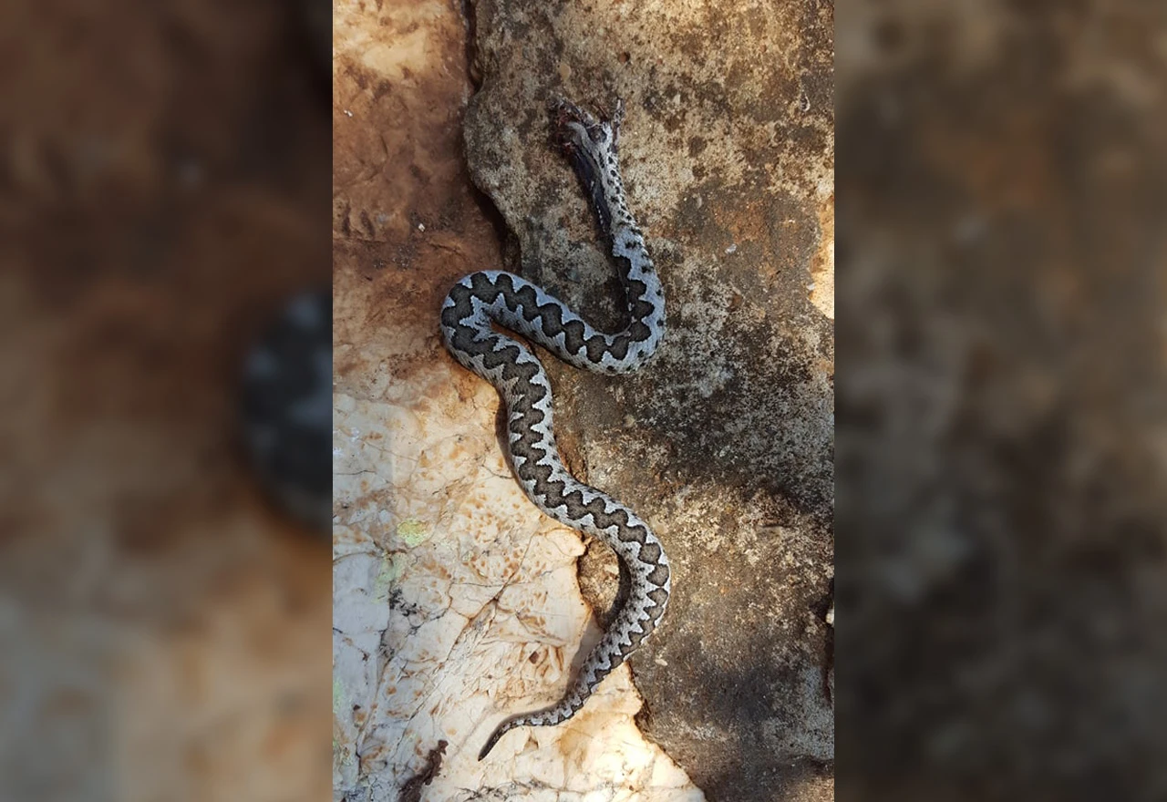 Ljubuški: Pronašao poskoka na kućnom pragu